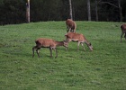 Parc National de Killarney (57)